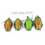 Cetoniidae sp. China, Guizhou, Bijie, Jinsha county. 4Pcs. Cole-Ceto-22157.