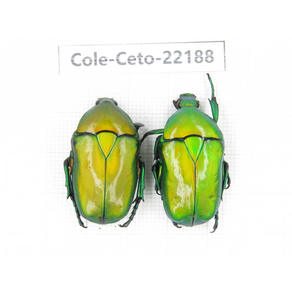 Cetoniidae sp. China, Yunnan, Dehong, Longchuan county. 2Pcs. Cole-Ceto-22188.
