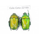 Cetoniidae sp. China, Yunnan, Dehong, Longchuan county. 2Pcs. Cole-Ceto-22188.