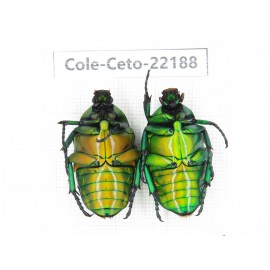 Cetoniidae sp. China, Yunnan, Dehong, Longchuan county. 2Pcs. Cole-Ceto-22188.