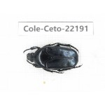 Cetoniidae sp. China, Yunnan, Dehong, Longchuan county. 1Pcs. Cole-Ceto-22191.