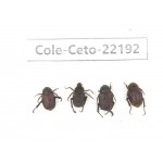 Cetoniidae sp. China, Yunnan, Xiangerila, Mt.Daxueshan. 4Pcs. Cole-Ceto-22192.
