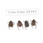 Cetoniidae sp. China, Yunnan, Xiangerila, Mt.Daxueshan. 4Pcs. Cole-Ceto-22193.