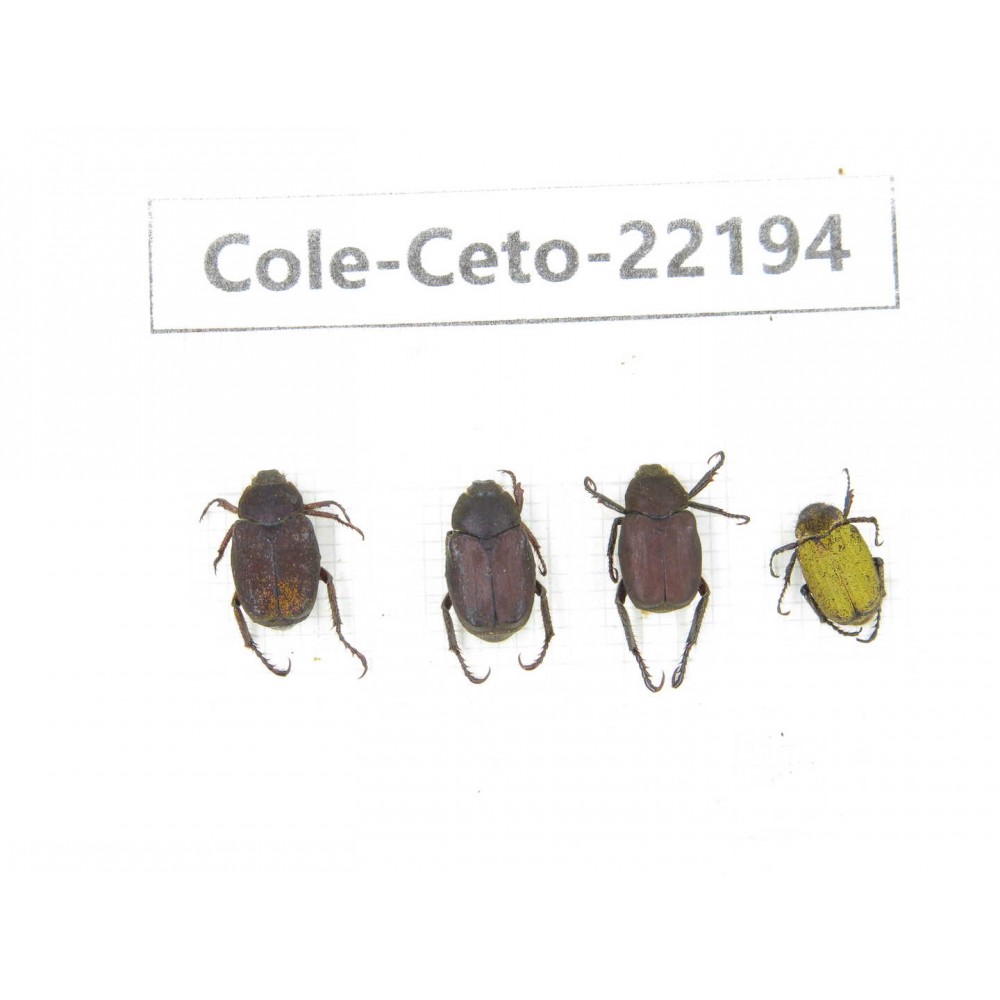 Cetoniidae sp. China, Yunnan, Xiangerila, Mt.Daxueshan. 4Pcs. Cole-Ceto-22194.