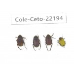 Cetoniidae sp. China, Yunnan, Xiangerila, Mt.Daxueshan. 4Pcs. Cole-Ceto-22194.
