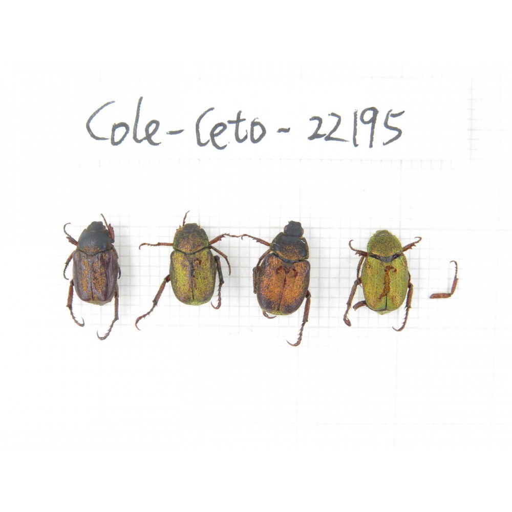 Cetoniidae sp. China, Yunnan, Xiangerila, Mt.Daxueshan. 4Pcs. Cole-Ceto-22195.