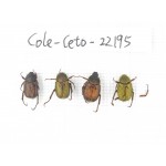 Cetoniidae sp. China, Yunnan, Xiangerila, Mt.Daxueshan. 4Pcs. Cole-Ceto-22195.
