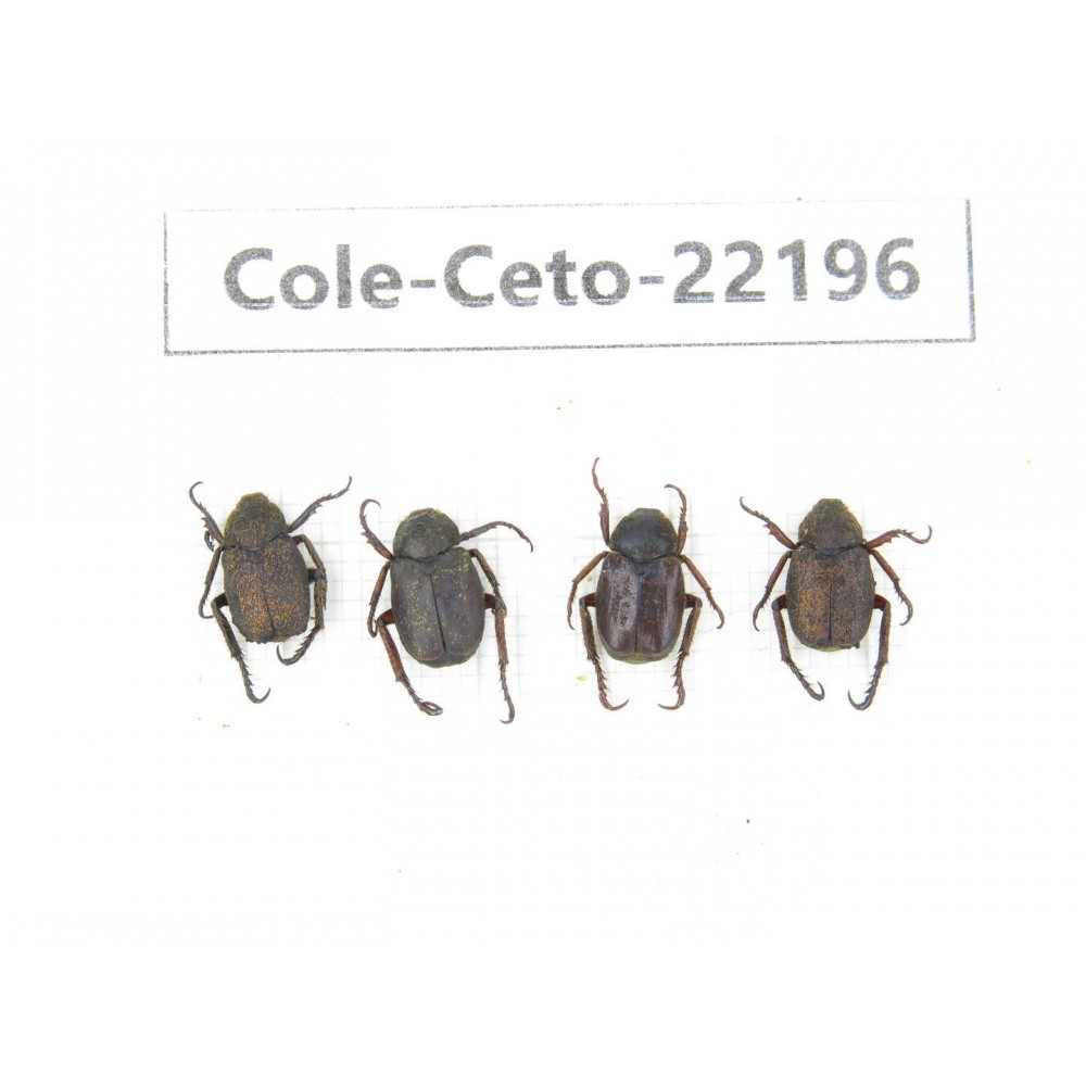 Cetoniidae sp. China, Yunnan, Xiangerila, Mt.Daxueshan. 4Pcs. Cole-Ceto-22196.
