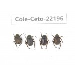 Cetoniidae sp. China, Yunnan, Xiangerila, Mt.Daxueshan. 4Pcs. Cole-Ceto-22196.