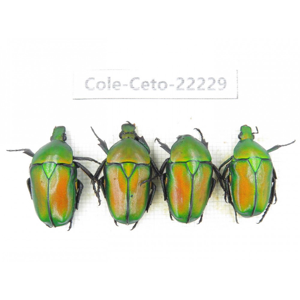 Cetoniidae sp. China,Guizhou, Qiandongnan, Mt.Leigongshan. 4Pcs. Cole-Ceto-22229.
