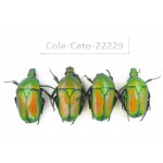 Cetoniidae sp. China,Guizhou, Qiandongnan, Mt.Leigongshan. 4Pcs. Cole-Ceto-22229.