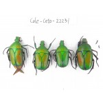 Cetoniidae sp. China,Guizhou, Qiandongnan, Mt.Leigongshan. 4Pcs. Cole-Ceto-22231.