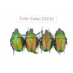 Cetoniidae sp. China,Guizhou, Qiandongnan, Mt.Leigongshan. 4Pcs. Cole-Ceto-22232.