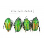 Cetoniidae sp. China,Guizhou, Qiandongnan, Mt.Leigongshan. 4Pcs. Cole-Ceto-22233.