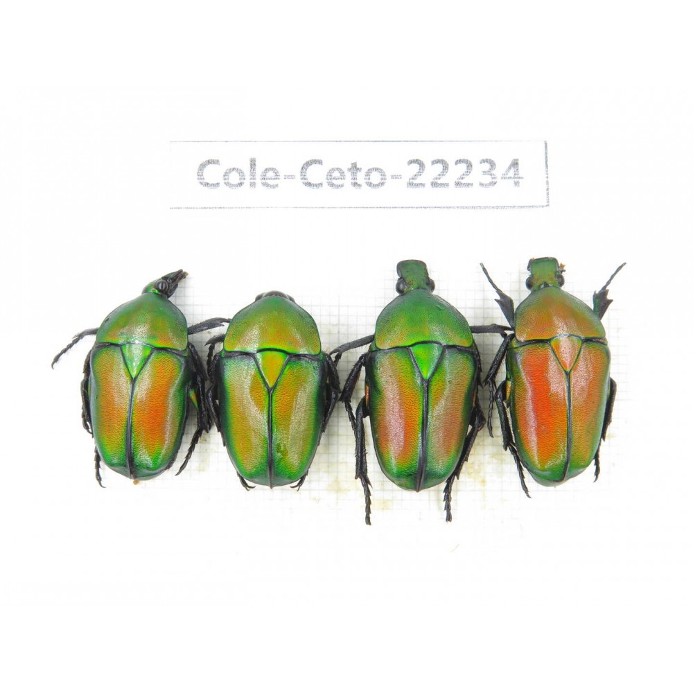 Cetoniidae sp. China,Guizhou, Qiandongnan, Mt.Leigongshan. 4Pcs. Cole-Ceto-22234.