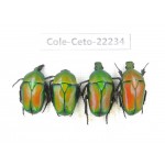 Cetoniidae sp. China,Guizhou, Qiandongnan, Mt.Leigongshan. 4Pcs. Cole-Ceto-22234.