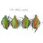 Cetoniidae sp. China,Guizhou, Qiandongnan, Mt.Leigongshan. 4Pcs. Cole-Ceto-22235.