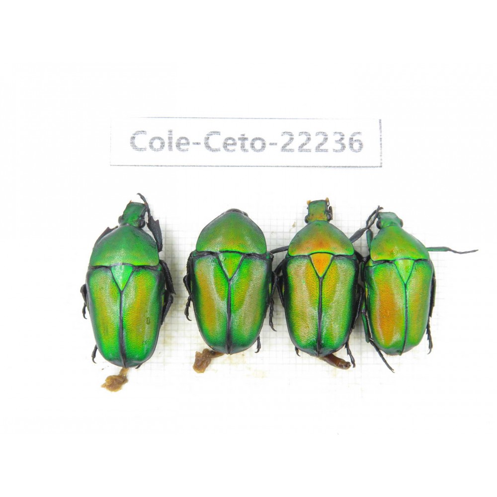 Cetoniidae sp. China,Guizhou, Qiandongnan, Mt.Leigongshan. 4Pcs. Cole-Ceto-22236.