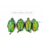 Cetoniidae sp. China,Guizhou, Qiandongnan, Mt.Leigongshan. 4Pcs. Cole-Ceto-22236.