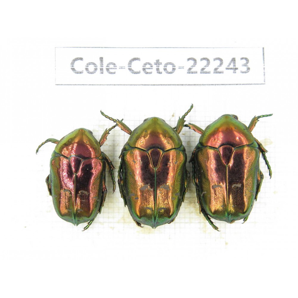 Cetoniidae sp. China,Guizhou, Qiandongnan, Mt.Leigongshan. 3Pcs. Cole-Ceto-22243.