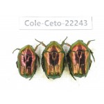 Cetoniidae sp. China,Guizhou, Qiandongnan, Mt.Leigongshan. 3Pcs. Cole-Ceto-22243.
