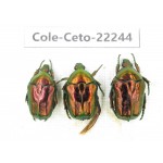 Cetoniidae sp. China,Guizhou, Qiandongnan, Mt.Leigongshan. 3Pcs. Cole-Ceto-22244.