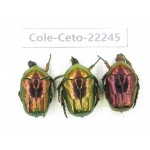 Cetoniidae sp. China,Guizhou, Qiandongnan, Mt.Leigongshan. 3Pcs. Cole-Ceto-22245.