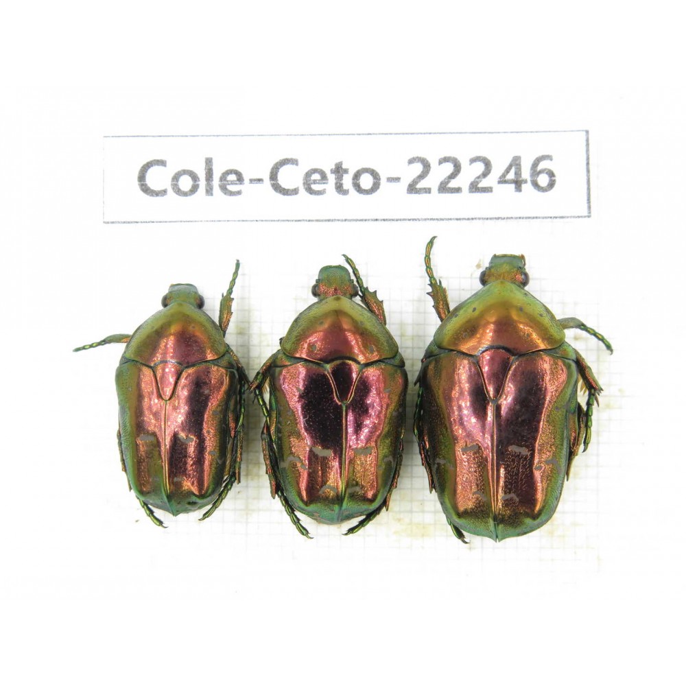 Cetoniidae sp. China,Guizhou, Qiandongnan, Mt.Leigongshan. 3Pcs. Cole-Ceto-22246.