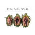 Cetoniidae sp. China,Guizhou, Qiandongnan, Mt.Leigongshan. 3Pcs. Cole-Ceto-22246.