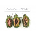 Cetoniidae sp. China,Guizhou, Qiandongnan, Mt.Leigongshan. 3Pcs. Cole-Ceto-22247.