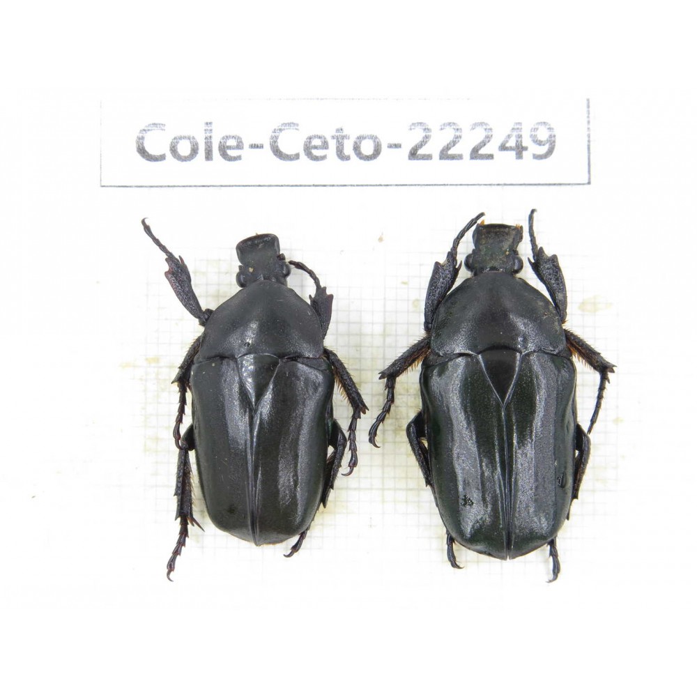 Cetoniidae sp. China,Guizhou, Qiandongnan, Mt.Leigongshan. 2Pcs. Cole-Ceto-22249.