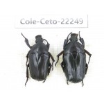 Cetoniidae sp. China,Guizhou, Qiandongnan, Mt.Leigongshan. 2Pcs. Cole-Ceto-22249.