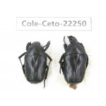 Cetoniidae sp. China,Guizhou, Qiandongnan, Mt.Leigongshan. 2Pcs. Cole-Ceto-22250.