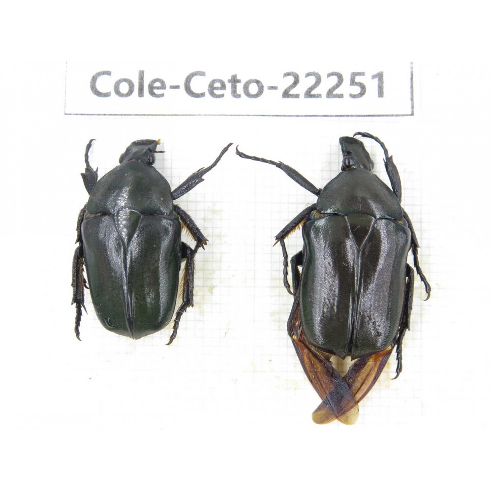 Cetoniidae sp. China,Guizhou, Qiandongnan, Mt.Leigongshan. 2Pcs. Cole-Ceto-22251.