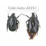 Cetoniidae sp. China,Guizhou, Qiandongnan, Mt.Leigongshan. 2Pcs. Cole-Ceto-22251.