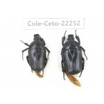 Cetoniidae sp. China,Guizhou, Qiandongnan, Mt.Leigongshan. 2Pcs. Cole-Ceto-22252.