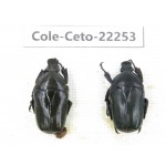 Cetoniidae sp. China,Guizhou, Qiandongnan, Mt.Leigongshan. 2Pcs. Cole-Ceto-22253.