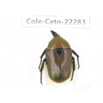 Cetoniidae sp. China,Guizhou, Qiandongnan, Mt.Leigongshan. 1Pcs. Cole-Ceto-22283.