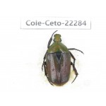 Cetoniidae sp. China,Guizhou, Qiandongnan, Mt.Leigongshan. 1Pcs. Cole-Ceto-22284.