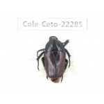Cetoniidae sp. China,Guizhou, Qiandongnan, Mt.Leigongshan. 1Pcs. Cole-Ceto-22285.