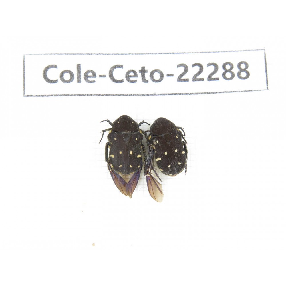 Cetoniidae sp. China, Guangxi, Baise, Leye county. 2Pcs. Cole-Ceto-22288.