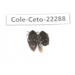 Cetoniidae sp. China, Guangxi, Baise, Leye county. 2Pcs. Cole-Ceto-22288.