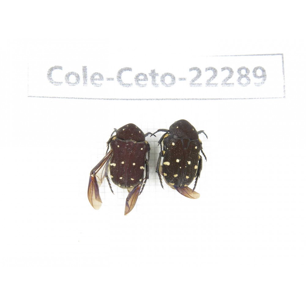 Cetoniidae sp. China, Guangxi, Baise, Leye county. 2Pcs. Cole-Ceto-22289.