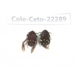 Cetoniidae sp. China, Guangxi, Baise, Leye county. 2Pcs. Cole-Ceto-22289.