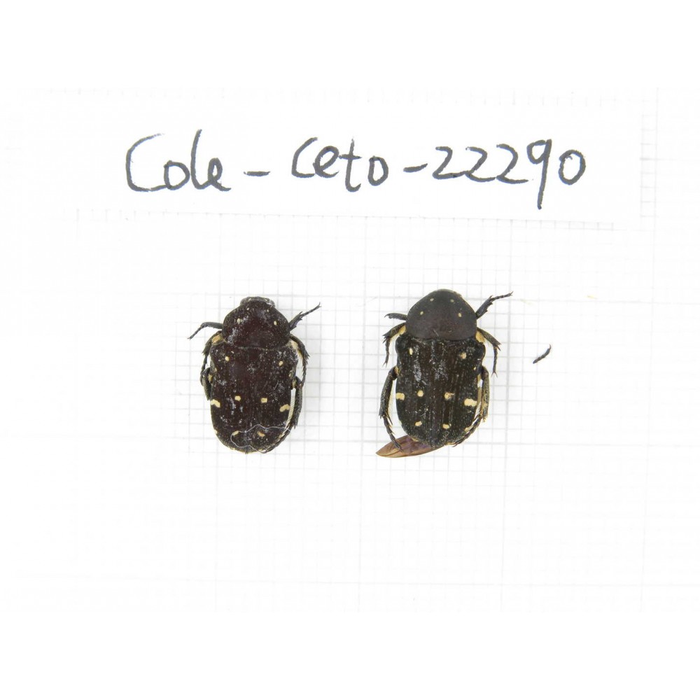 Cetoniidae sp. China, Guangxi, Baise, Leye county. 2Pcs. Cole-Ceto-22290.