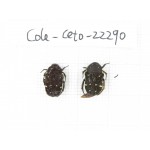 Cetoniidae sp. China, Guangxi, Baise, Leye county. 2Pcs. Cole-Ceto-22290.