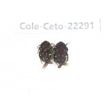 Cetoniidae sp. China, Guangxi, Baise, Leye county. 2Pcs. Cole-Ceto-22291.