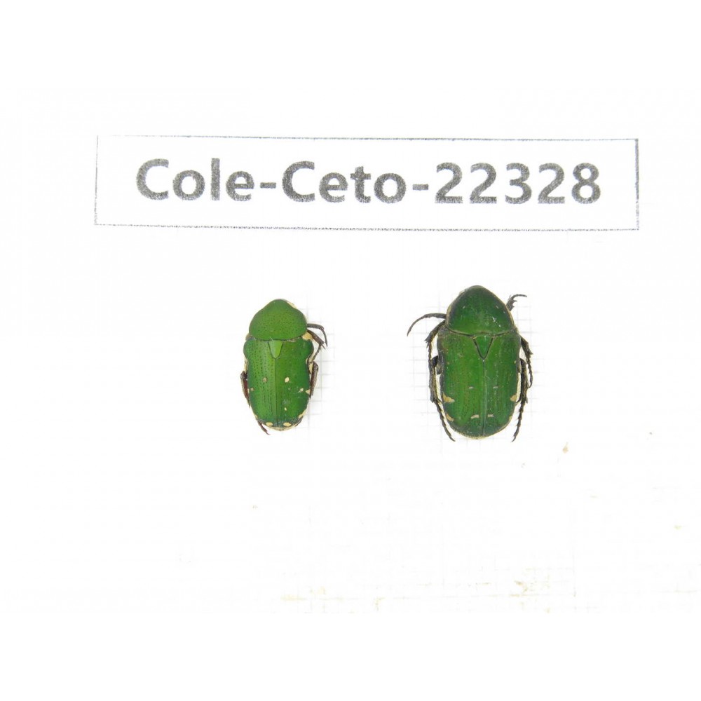 Cetoniidae sp. China, Guangxi, Baise, Leye county. 2Pcs. Cole-Ceto-22328.