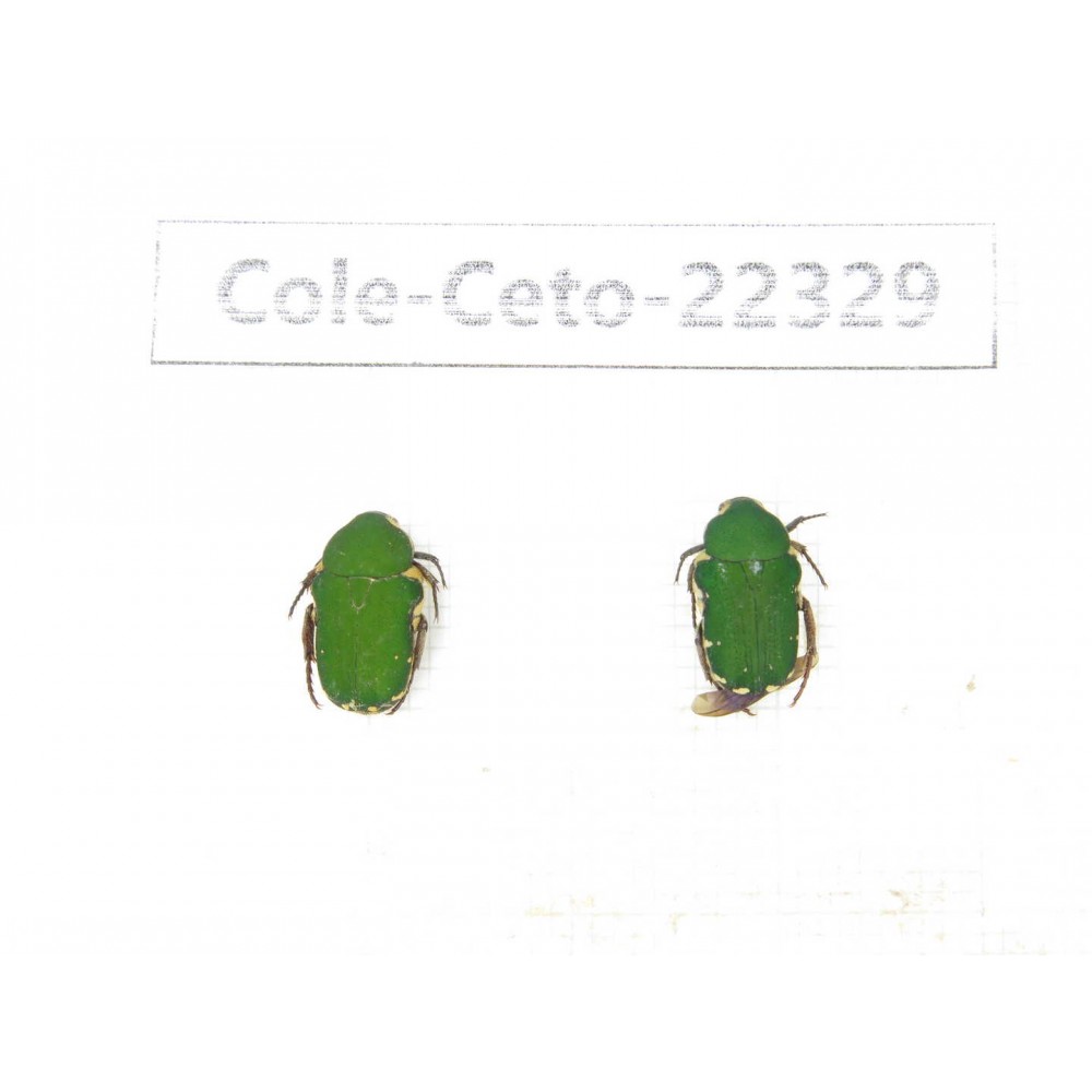 Cetoniidae sp. China, Guangxi, Baise, Leye county. 2Pcs. Cole-Ceto-22329.