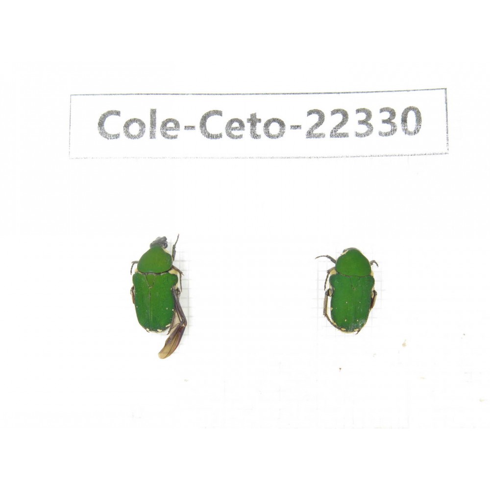 Cetoniidae sp. China, Guangxi, Baise, Leye county. 2Pcs. Cole-Ceto-22330.